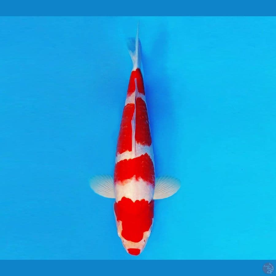 KENZEI 12 ~ Kohaku 28 cm/male ™