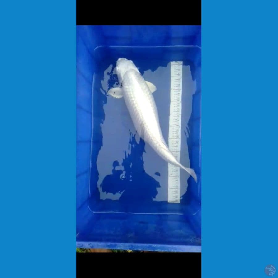 big paltinum 53cm singkat