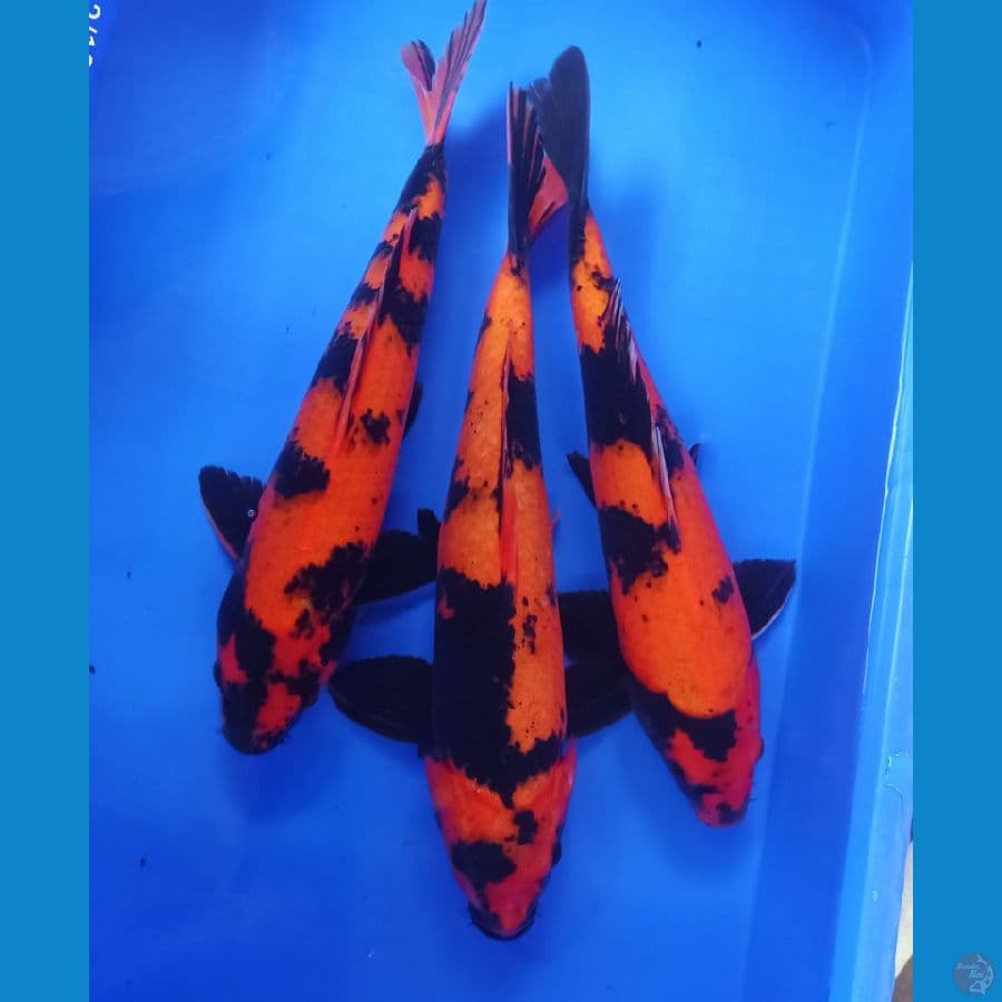 40bu hiutsuri jozz tembus