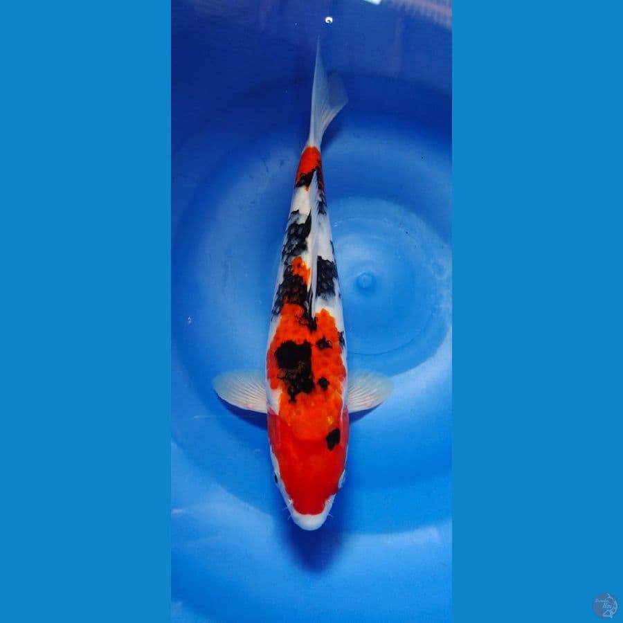showa male 33cm