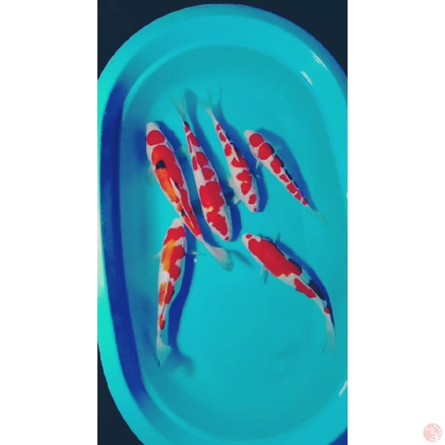 istimewa kohaku sanke 31 37cm