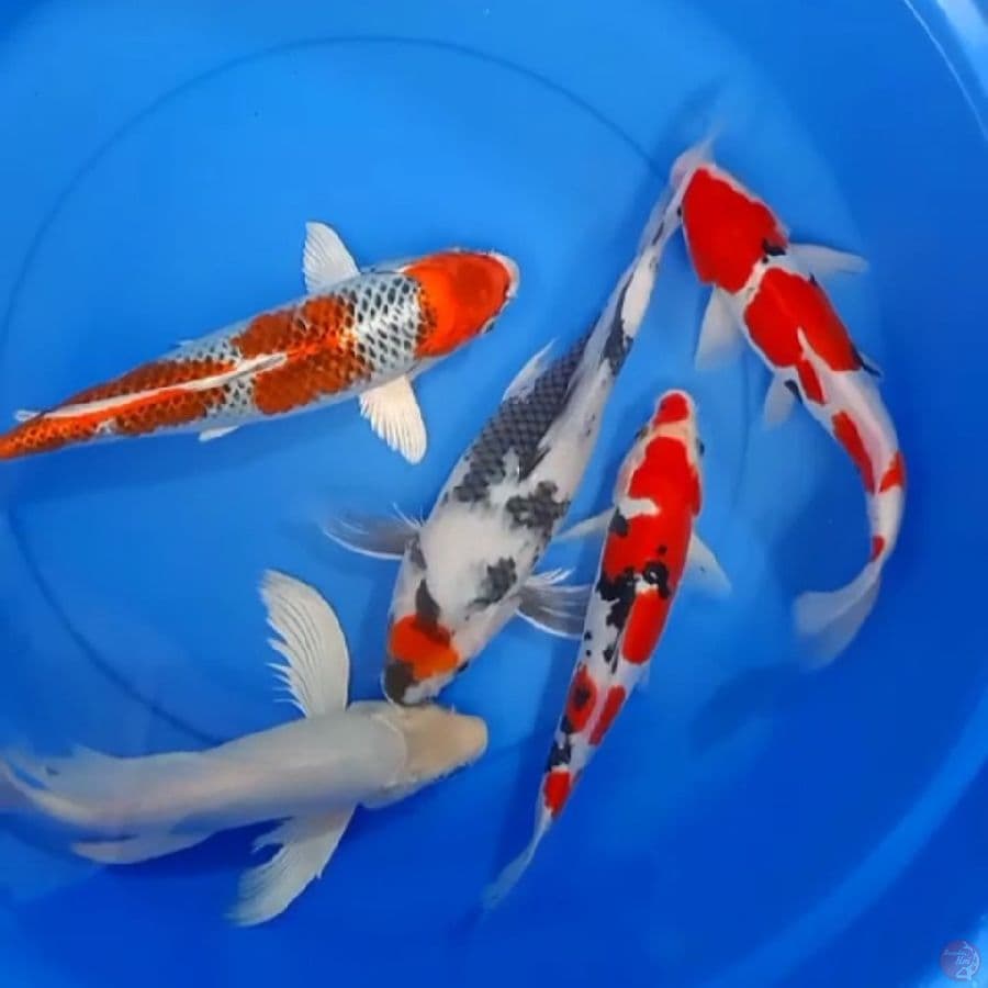 tc showa kumpay ,kujaku mix kumpay dkk 27_33cm 5ekor