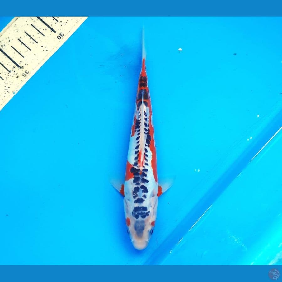 Shusui 22cm