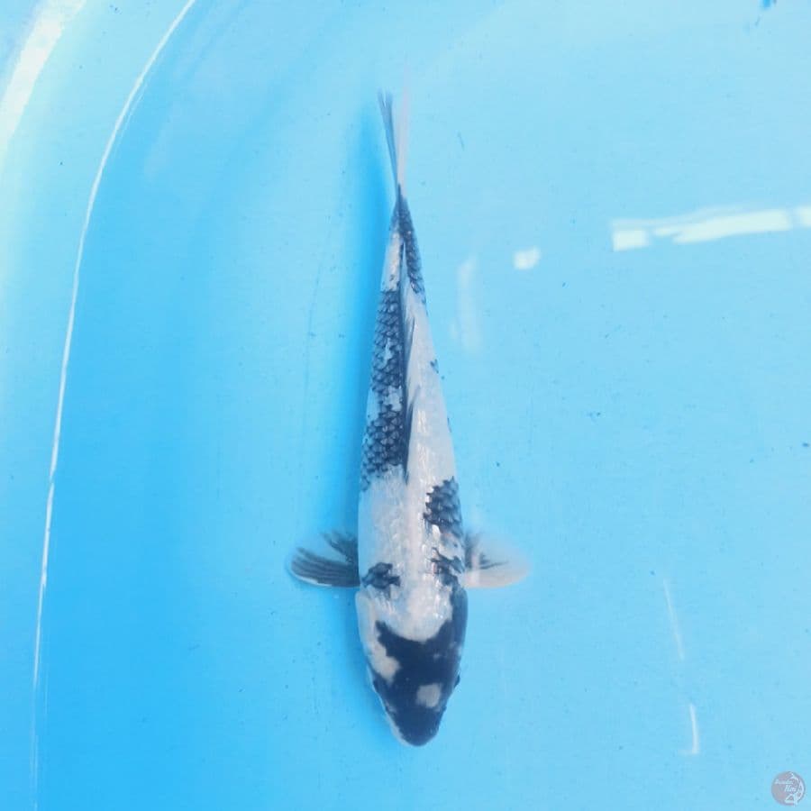Shiro Ginrin 25 cm