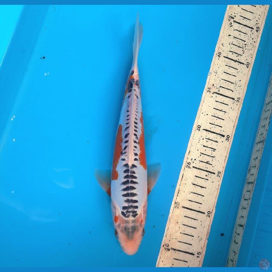 Shusui 26cm