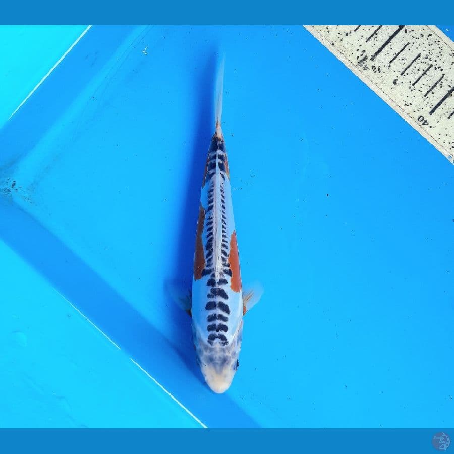 Shusui 21cm