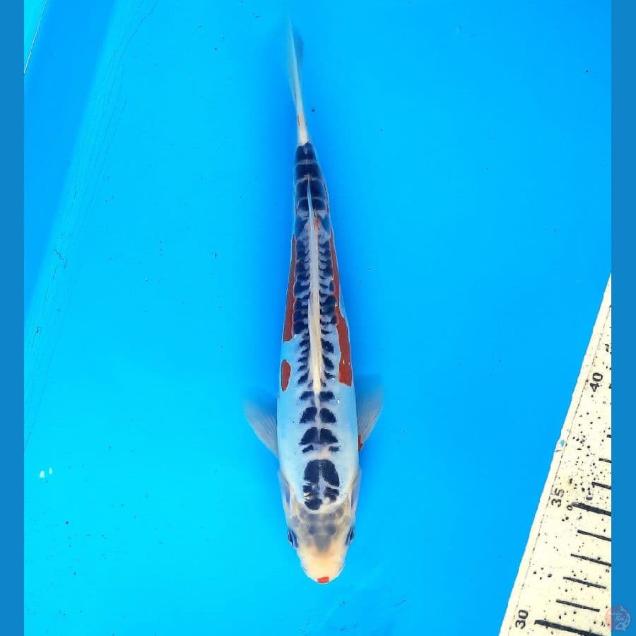 Shusui 21cm