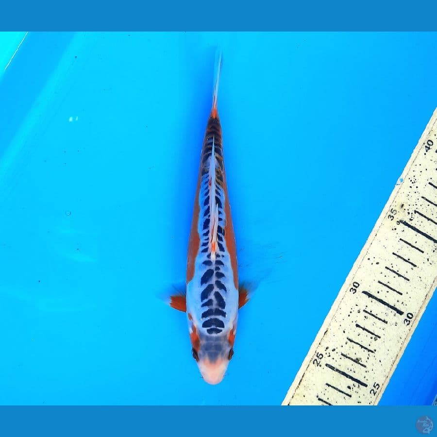 Shusui rapi 19cm