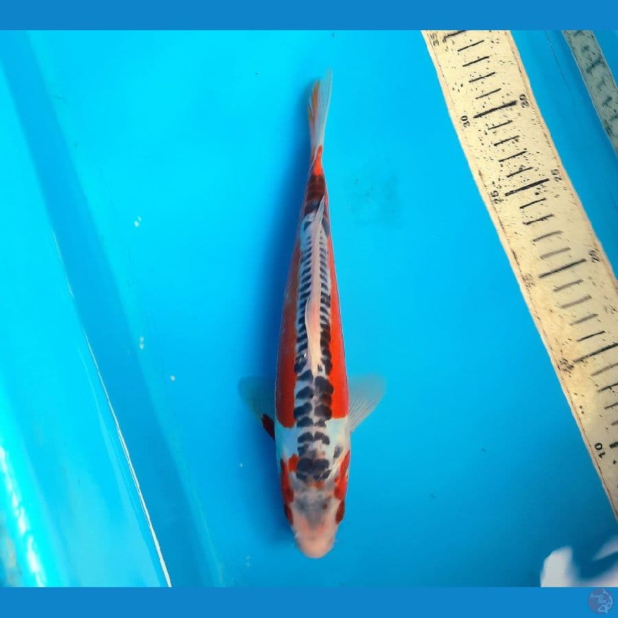 Shusui 25cm