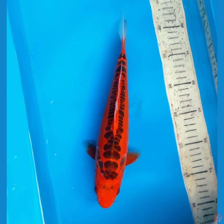 Red mizuho 30cm