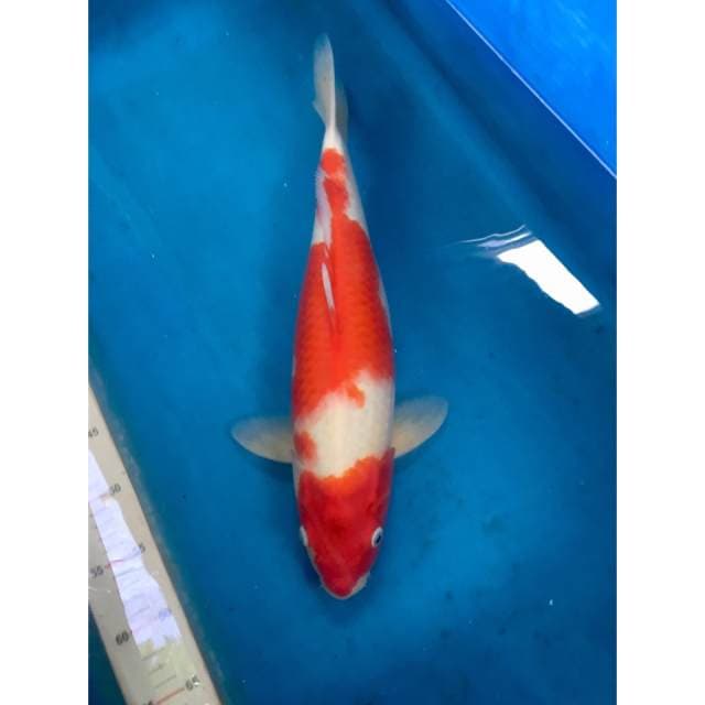 Ogata kohaku 46 female