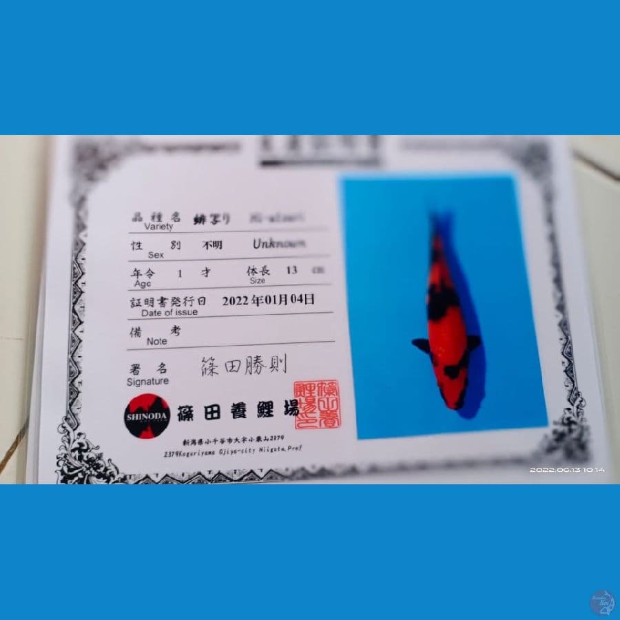 HIUTSURI IMPORT SHINODA