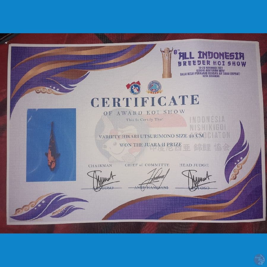 Hikari Utsuri SQ ( JUARA 2 ALL INDO SUKABUMI)