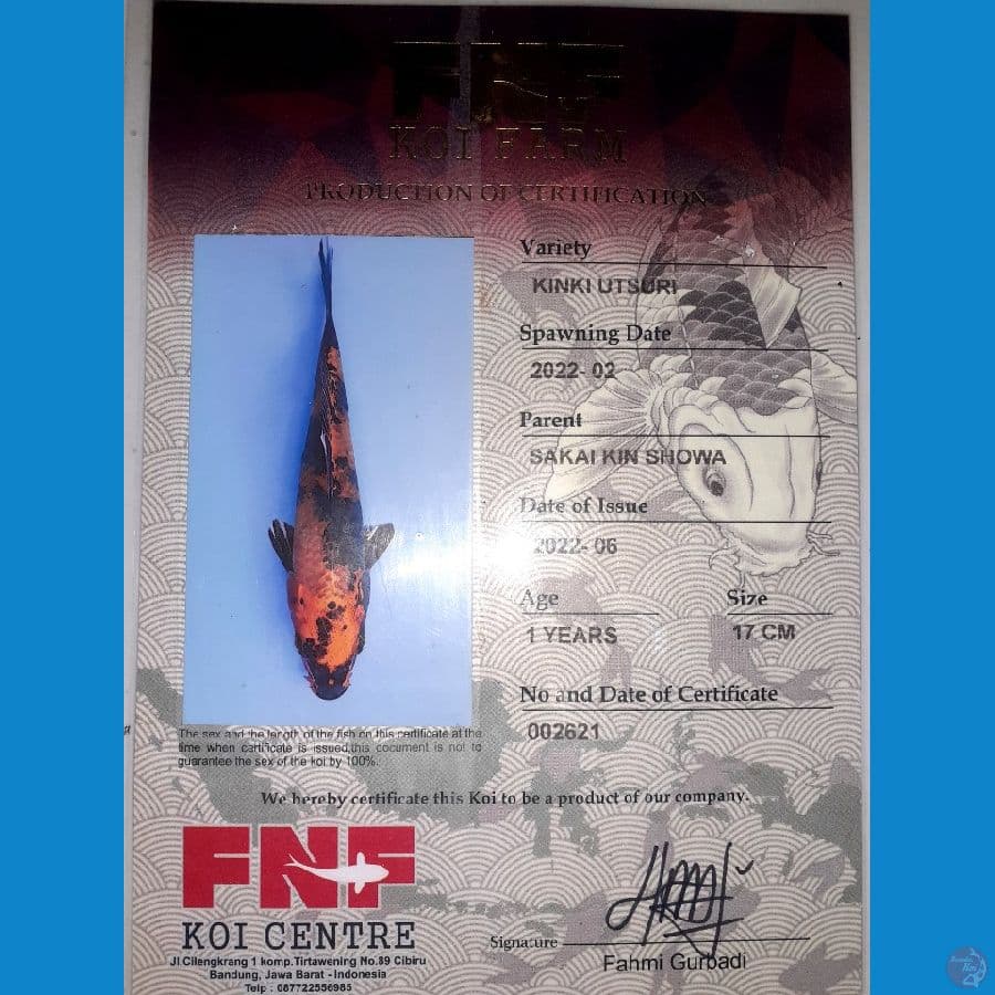 Hikari Utsuri SQ ( JUARA 2 ALL INDO SUKABUMI)