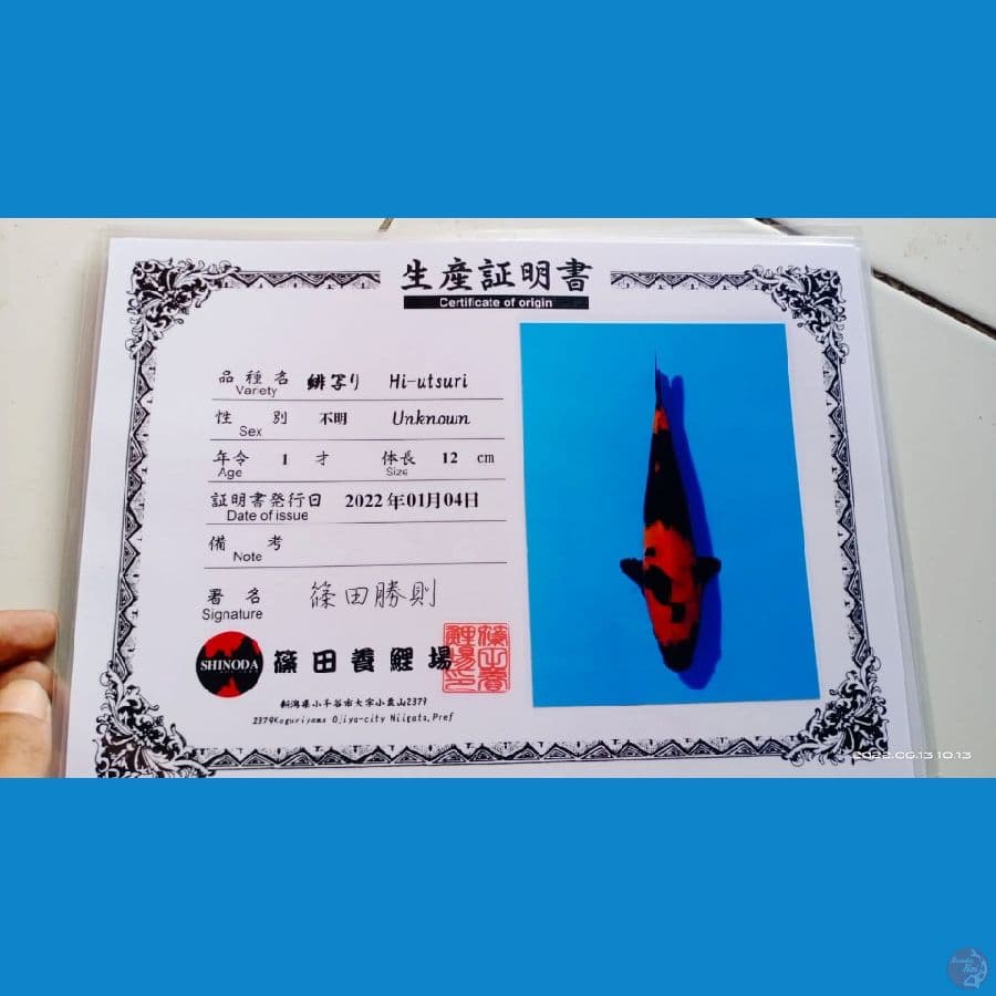 HIUTSURI IMPORT SHINODA