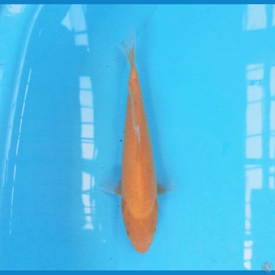 Karashi 23 cm