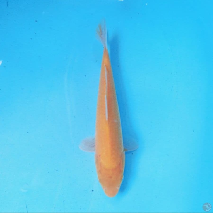 Karashi 23 cm