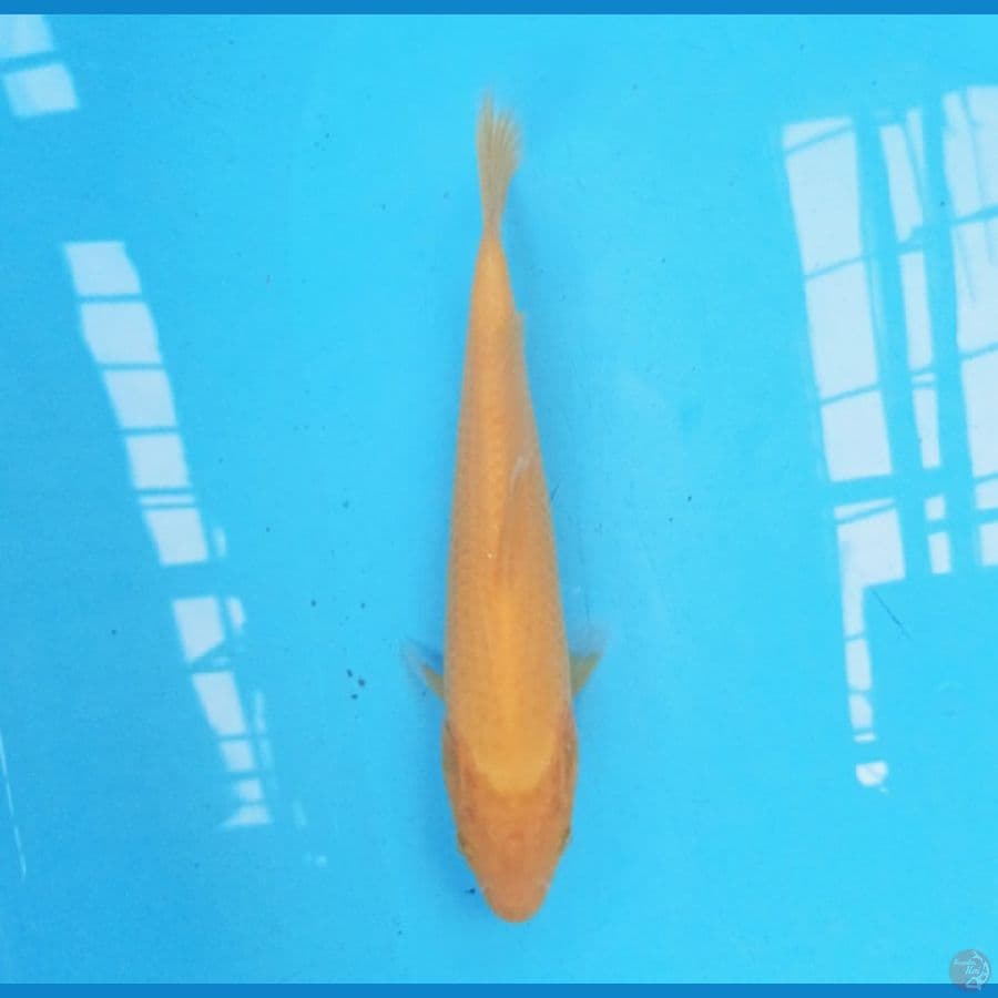 Karashi 23 cm