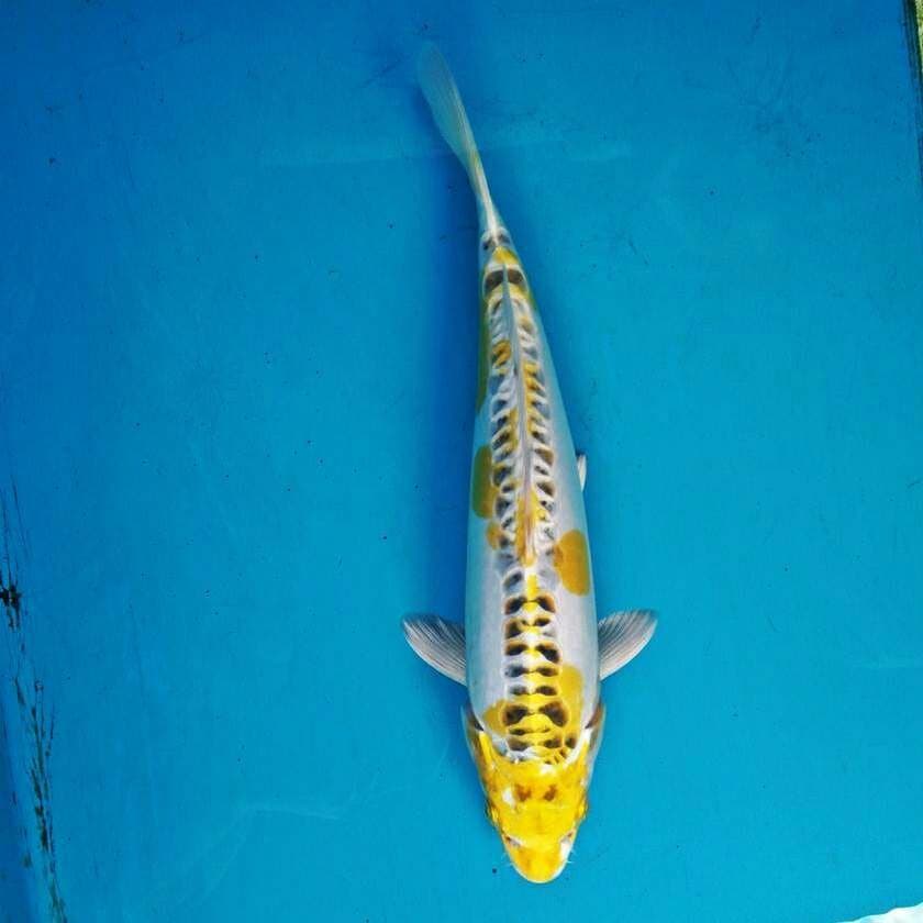 Hariwake Doitsu