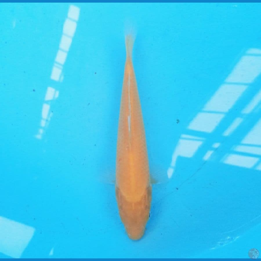 Karashi 22 cm