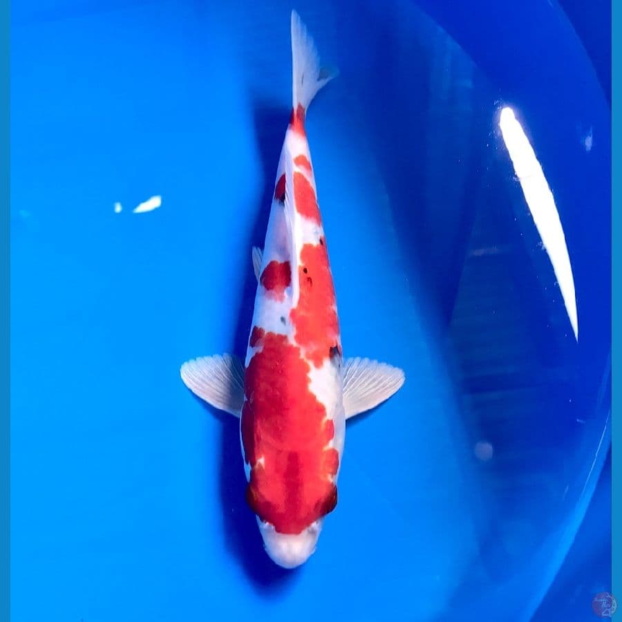 heisei nishiki 25cm