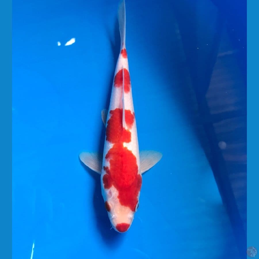 kohaku 23cm