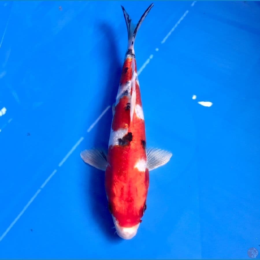 heisei nishiki 23cm