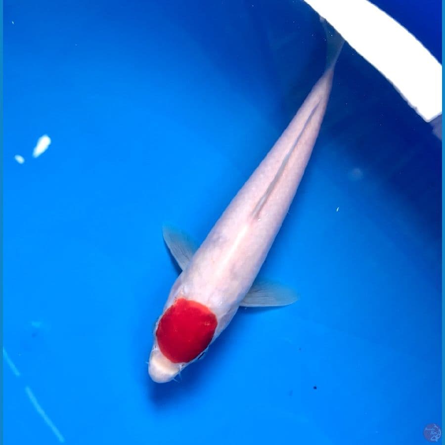 tancho kohaku 23cm
