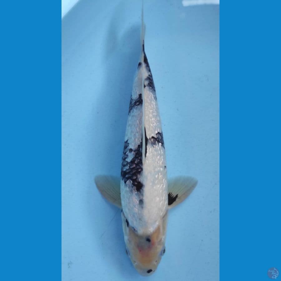 SHIRO GINRIN 35BU