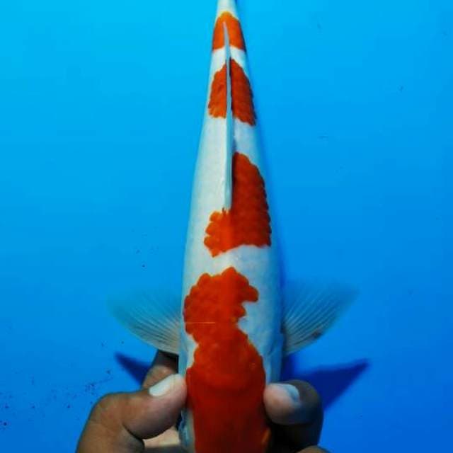 Kohaku4