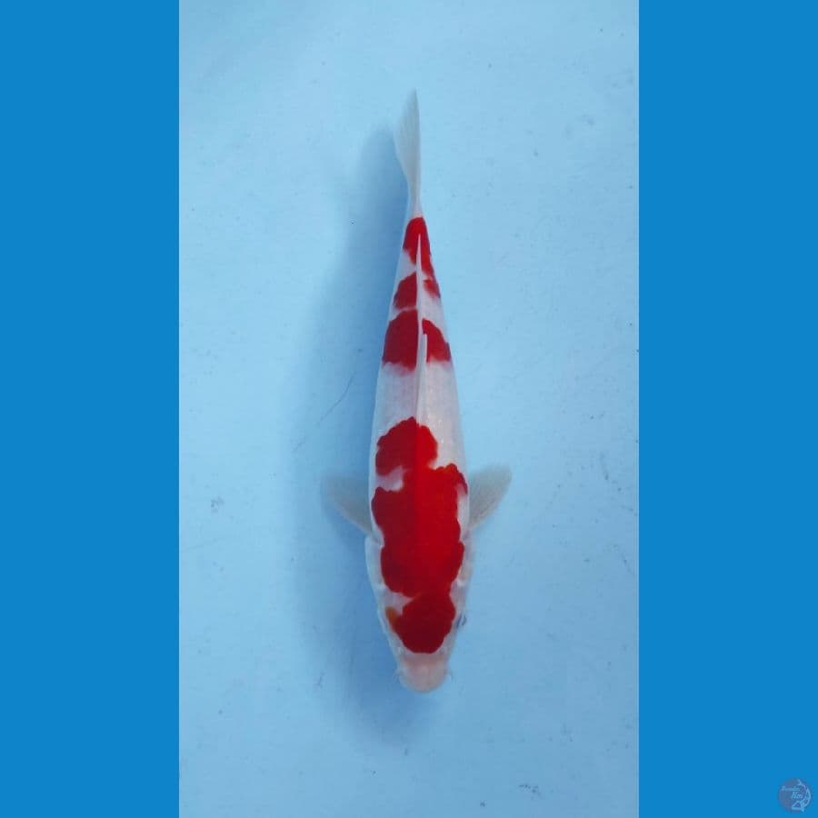 KOHAKU 27CM