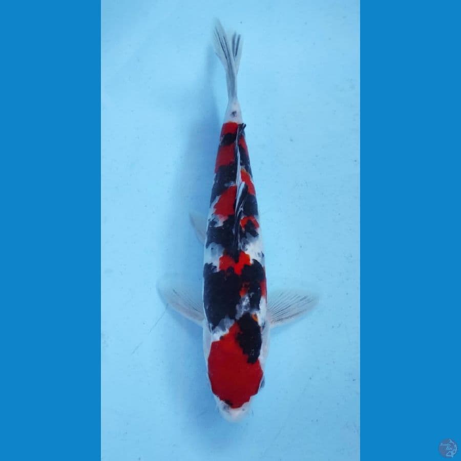 SANKE 27CM