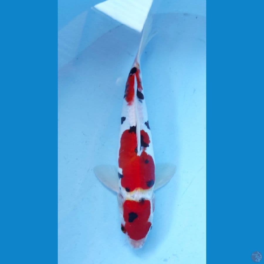 DOITSU SANKE 27CM