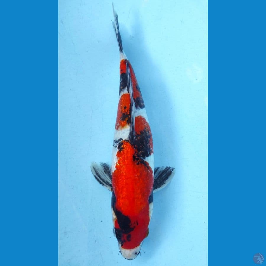 SHOWA GINRIN 30CM