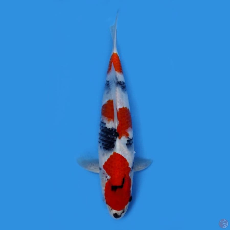 SHOWA 27CM