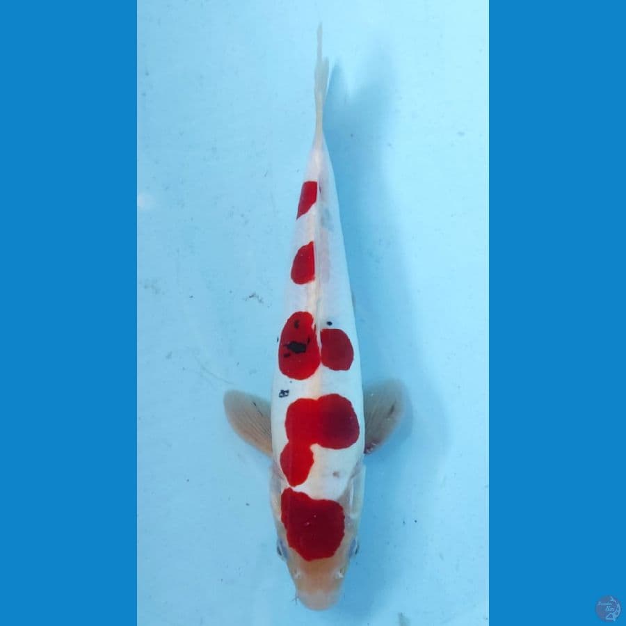 DOITSU 27CM