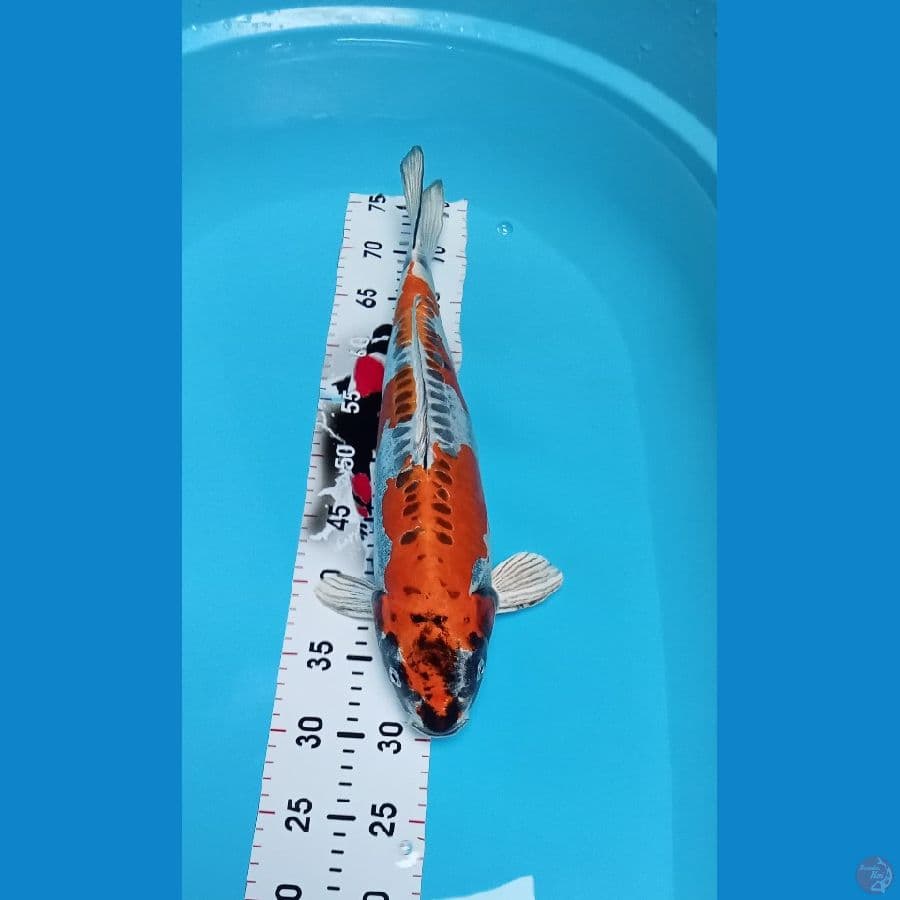Kikokuryu Hot Male 47cm™