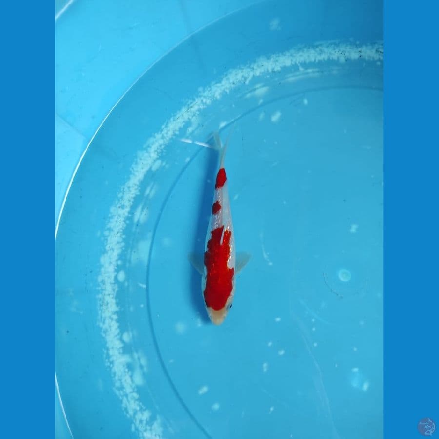 kohaku