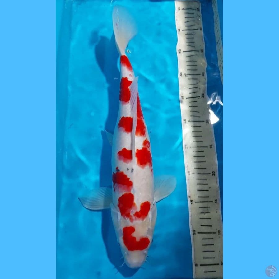 SANKE 46 CM