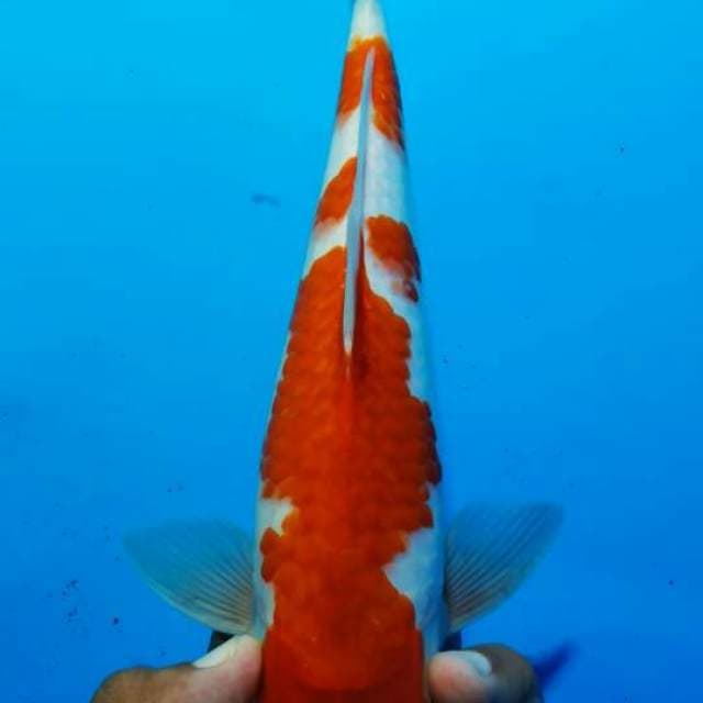 Kohaku 7