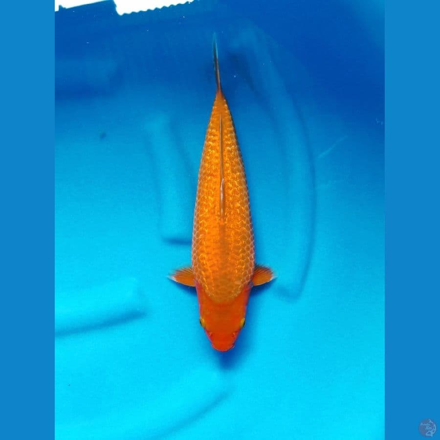 kinginrin c 35 cm istimewa