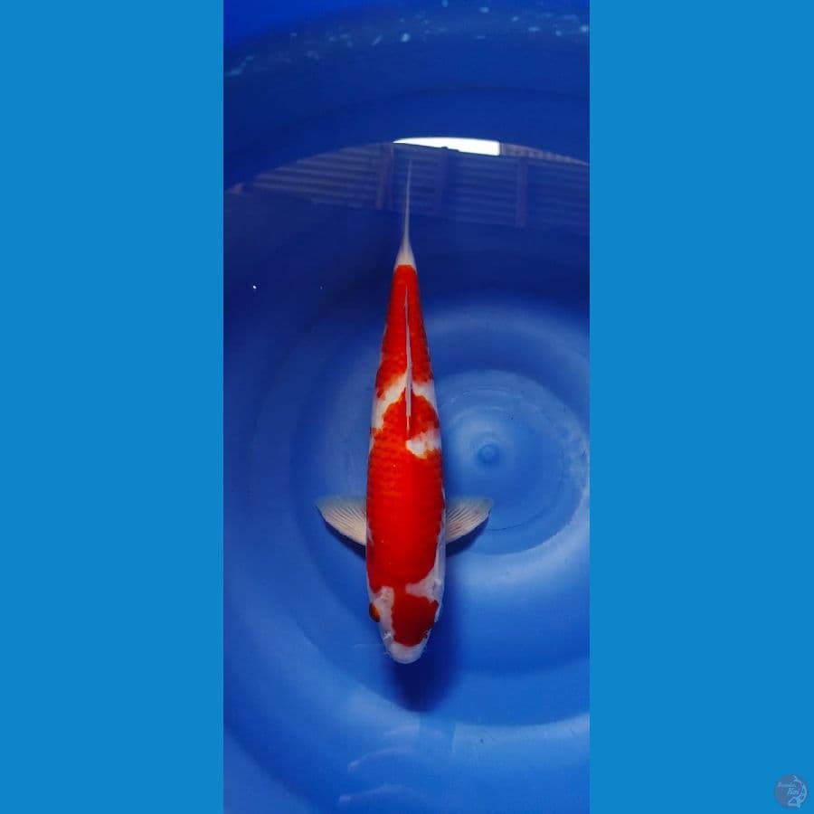 kohaku 32cm male