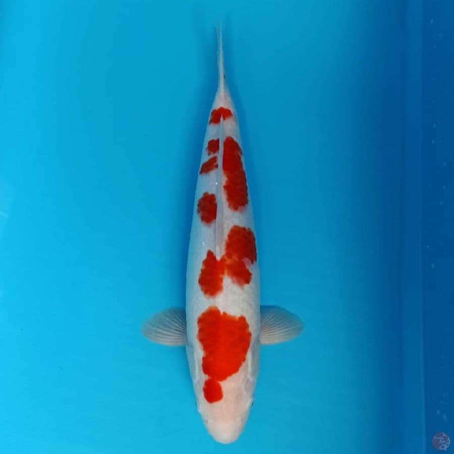 khohaku 42cm