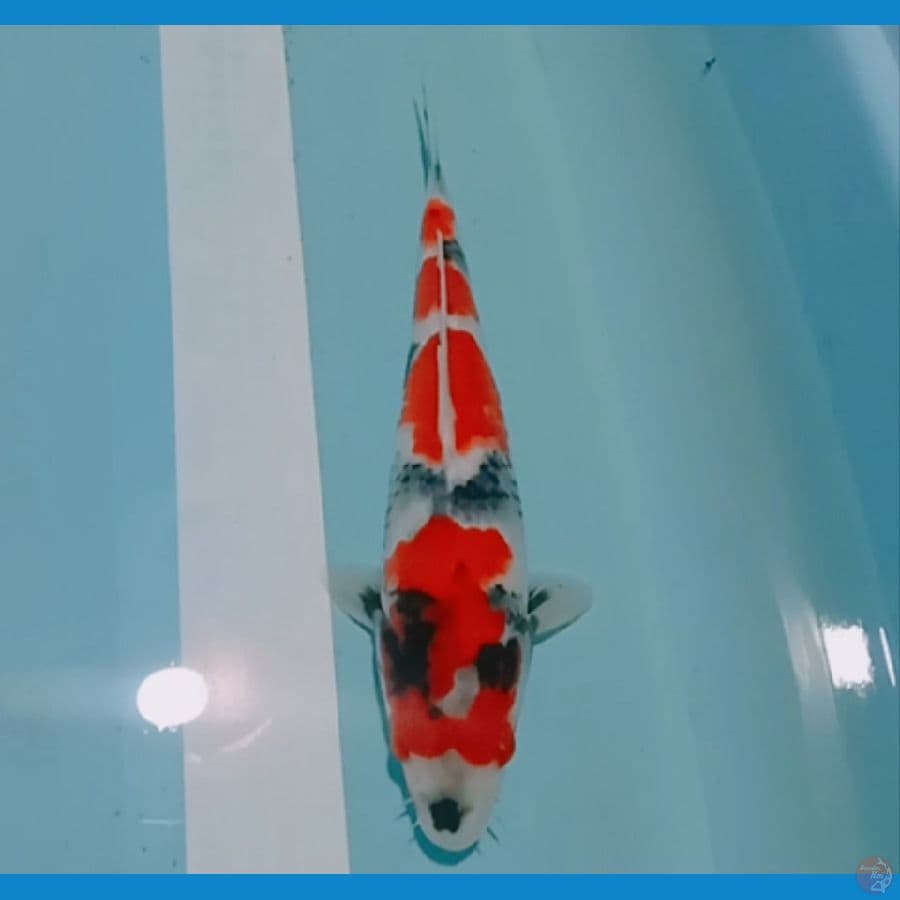 SQ Showa male 33 cm