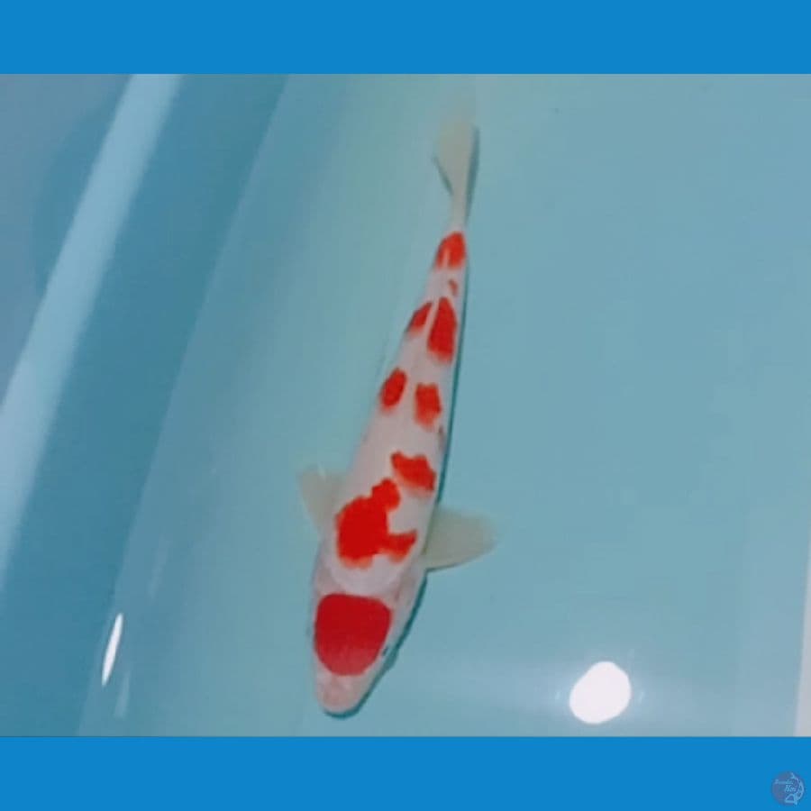 sakura male 24 cm