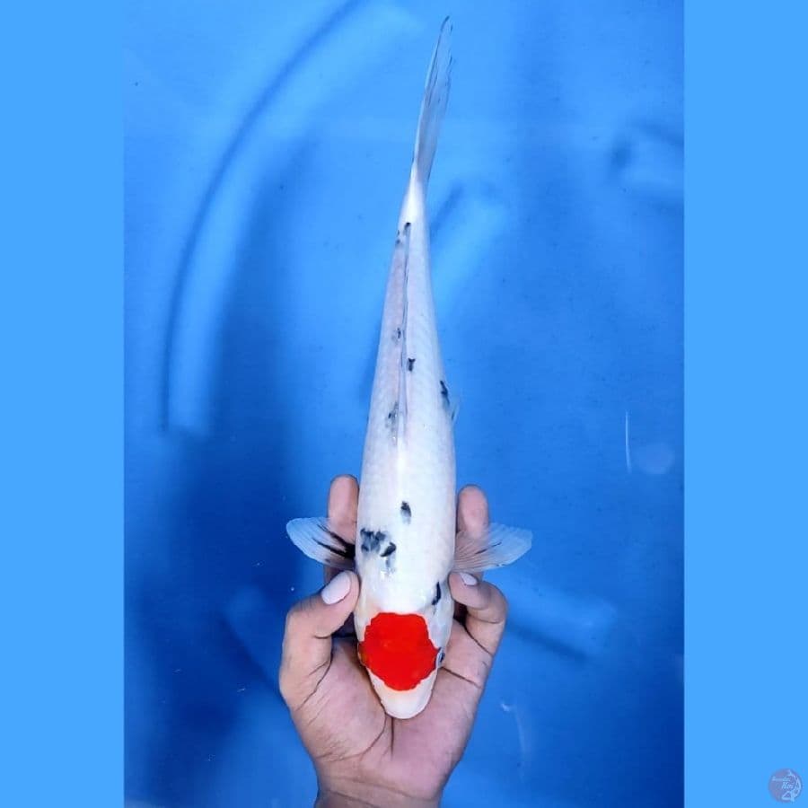 (33CM) TANCHO SANKE - F