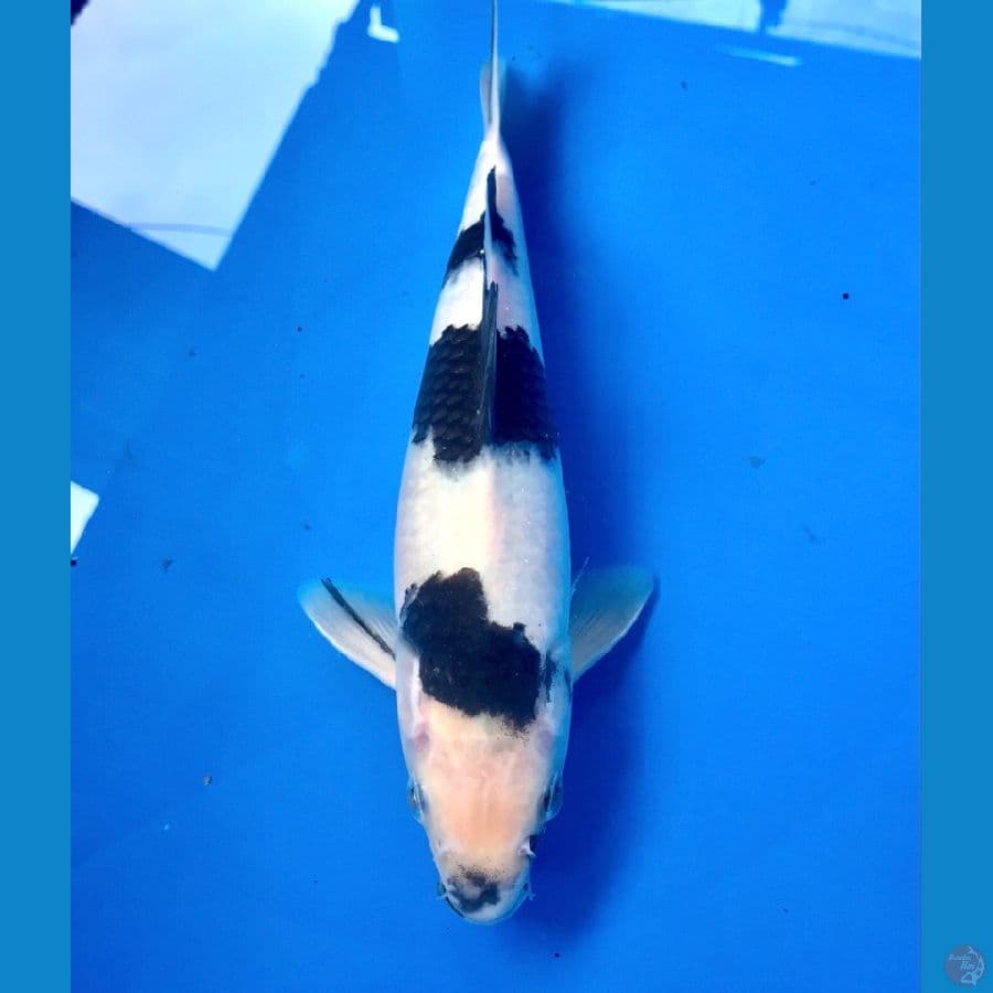 shiro 27cm
