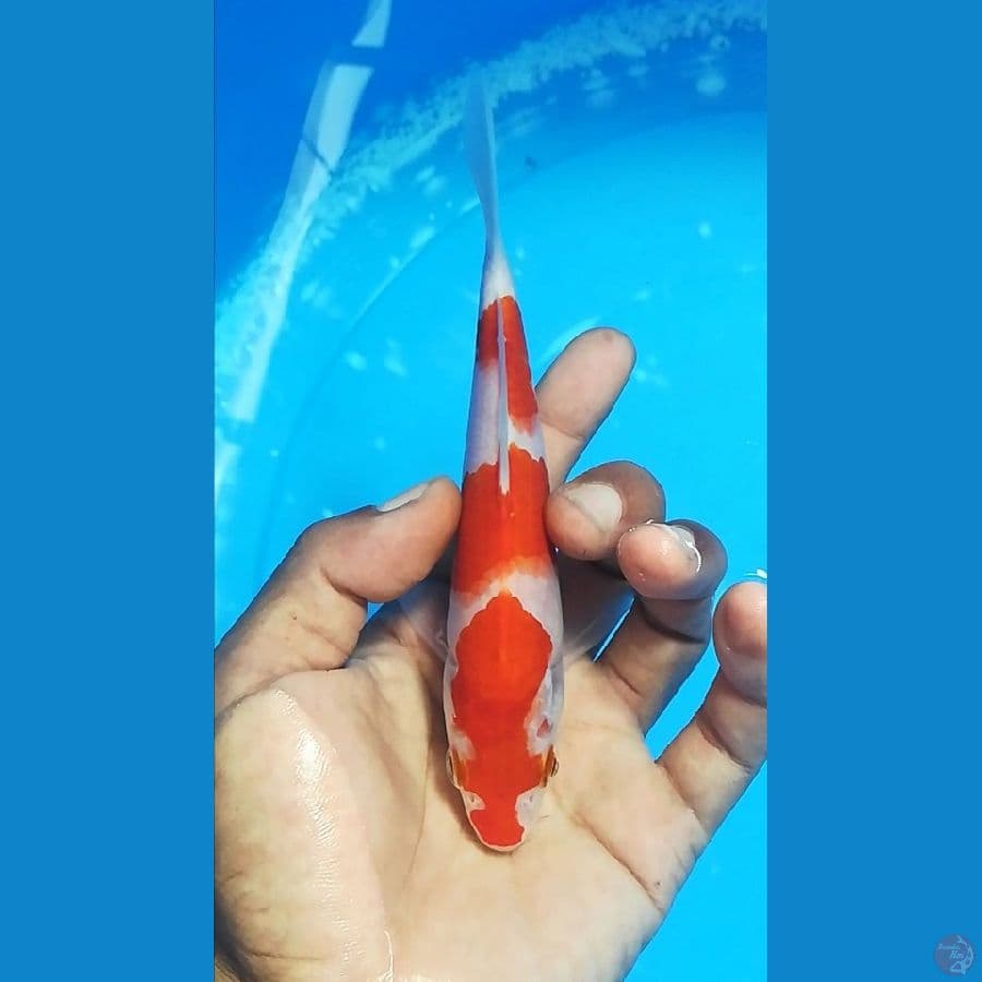 kuhaku