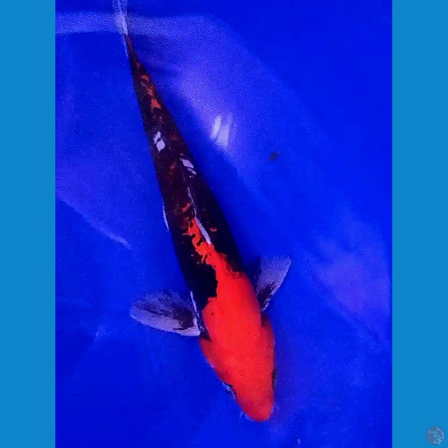 benikumon strong M 28 cm