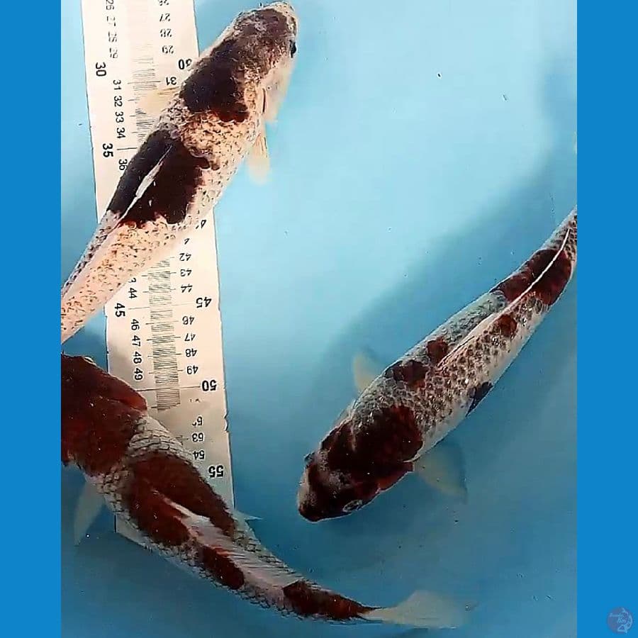 3 ANTIKAN 30 CM